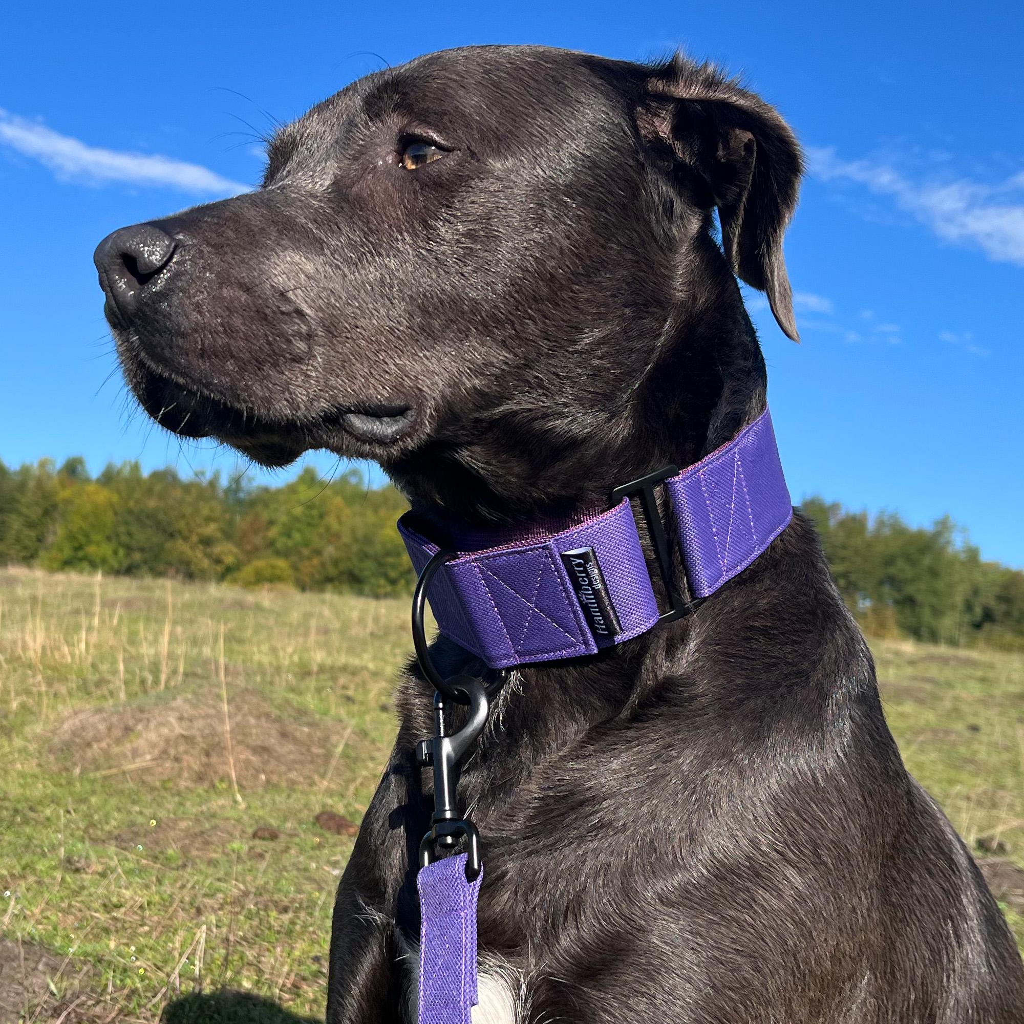 Martingale Dog Collars With No Buckle Canada