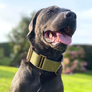 Dog wearing wide martingale collar in green canvas with rose gold hardware