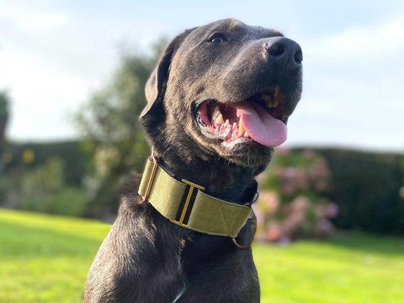Dog wearing wide martingale collar in green canvas with rose gold hardware