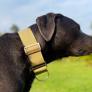 Dog wearing 2" wide moss green canvas martingale collar