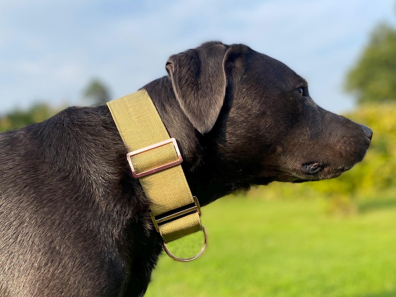 Dog wearing 2" wide moss green canvas martingale collar