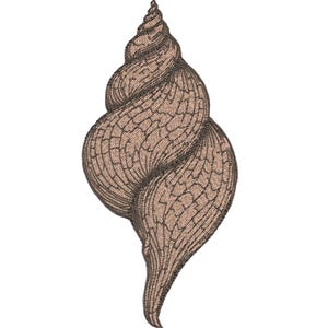 May include: A detailed illustration of a seashell, featuring a spiral design with textured, brown and tan coloring. The shell's form is elongated and tapered, with intricate patterns.