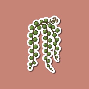 String of Pearls Sticker, Hanging Succulent Plant Decal, Botanical Garden Vinyl, Indoor Plant Art, Waterproof Laptop Car Sticker