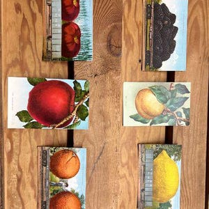 Könnte beinhalten: Sechs Vintage-Postkarten mit Fruchtillustrationen. Die Postkarten sind auf weißem Karton mit schwarzem Rand gedruckt. Die Bilder zeigen Äpfel, Zitronen, Orangen und Trauben.