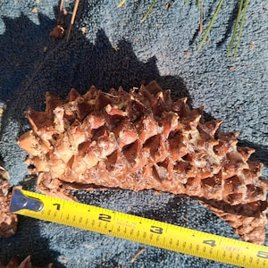 May include: A close-up of a brown pine cone with a yellow measuring tape. The pine cone is approximately 4 inches long. The cone has a textured surface and is lying on a blue cloth.