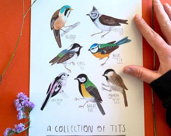 A Collection Of Tits Bird Print - Garden Bird Illustrated Home Decor, Animal Painting for Bird Lovers, Cute Nature Themed Wall Art