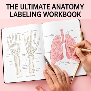 May include: Anatomy labeling workbook open to a spread with illustrations of hand bones and lungs. The text "THE ULTIMATE ANATOMY LABELING WORKBOOK" is at the top. Two hands are holding pens, pointing at the illustrations.