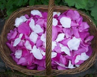 Pure Rose Essential Oil - Rosa Damascena - Undiluted Therapeutic Grade
