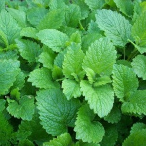 May include: A close-up image of a patch of green lemon balm leaves.