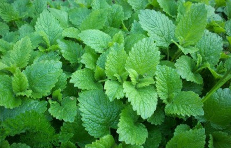 May include: A close-up image of a patch of green lemon balm leaves.