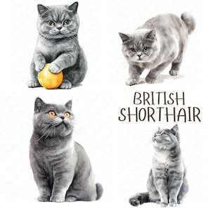 13 Aquarell Britisch Kurzhaar Katzen Clipart, flauschige graue Katzen, süße Katze Clipart, Haustier Clipart zum Basteln mit Papier, hochwertiger JPG Download