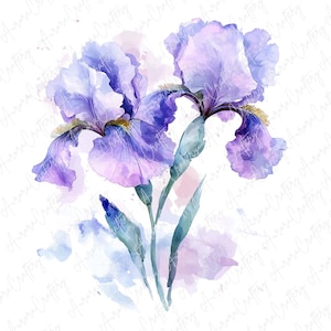 6 Clipart fleur d'iris violet, clipart botanique élégant pour travaux manuels, clipart de fleurs sauvages, aquarelle de jardin cottage, JPG de haute qualité