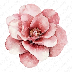 4 Watercolor Camellia Clipart, Pink and Red Floral Illustrations, Elegant Botanical Art for Paper Crafts and Scrapbooking, JPG Download