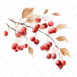 May include: Watercolor illustration of a branch with red berries and tan leaves. The berries are clustered along the branches, and the leaves have a delicate, textured appearance. The artwork is set against a white background.