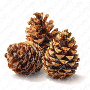 5 Watercolor Pinecone Clipart, Rustic Woodland Nature Elements, Autumn and Winter Forest Decor Illustrations for Crafts, High Quality JPG