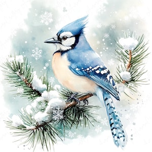 8 Clipart geai bleu aquarelle, oiseaux d'hiver sur des branches de pin, clipart oiseaux aquarelle, clipart hiver festif, téléchargement JPG de haute qualité