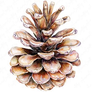 A collection of watercolor pinecones, capturing natural details and textures, perfect for fall and winter crafting, invitations, and seasonal decor.