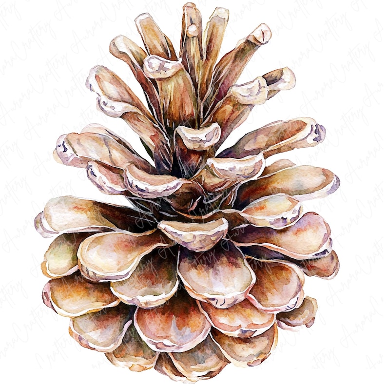 A collection of watercolor pinecones, capturing natural details and textures, perfect for fall and winter crafting, invitations, and seasonal decor.
