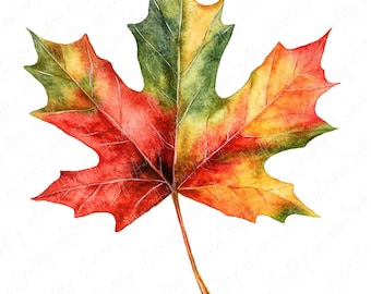 Aquarell Herbst Blätter Clipart, Herbst Ahorn Blätter für Handwerk, Herbst Clipart, Herbst Scrapbooking, hochwertige JPG digitaler Download