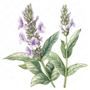 8 zarte Lavendel Wildblumen Clipart, zarte lila und blaue Blumen, Aquarell Blumen für Papierhandwerk, hochwertiger JPG Download