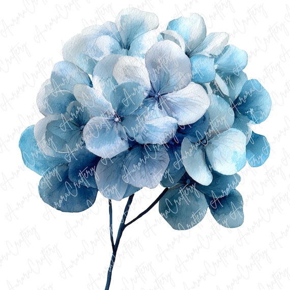 8枚の水彩画の青いアジサイのクリップアート、咲き誇るアジサイの花