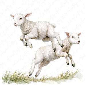 May include: Two white lambs are jumping in the air with their legs extended. The lambs are in front of a green grassy field.
