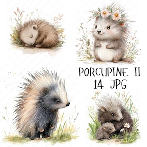 14 Aquarell Stachelschwein Clipart, Wald Stachelschwein, niedliche Wald Tiere Clipart, rustikale Stachelschwein Kindergarten Clipart, hohe Qualität JPG Download
