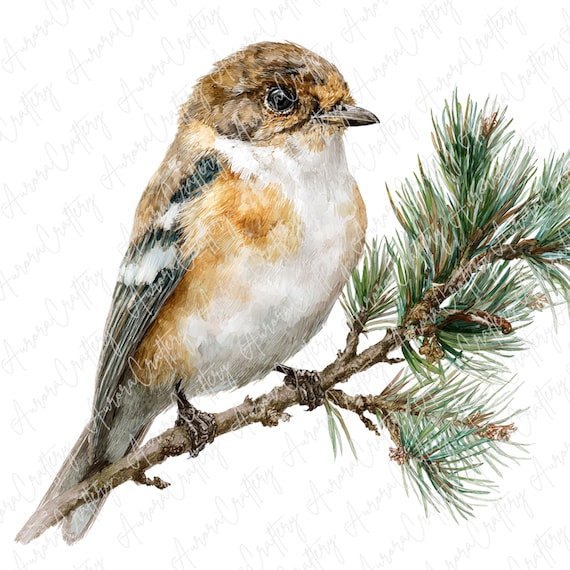6 Watercolor Bird Clipart JPG, Winter Pine Branch Bird Illustrations, Rustic Woodland Art for Seasonal Crafts