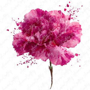 6 Watercolor Magenta Carnation Clipart, Abstract Carnation Blooms for Paper Crafts, Scrapbooking, and Invitations, High Quality JPG Download