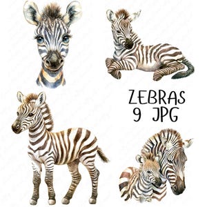 9 imágenes prediseñadas de cebra bebé en acuarela, lindas imágenes prediseñadas de animales de safari de cebra bebé, manualidades de imágenes prediseñadas para guardería de bebés, descarga digital JPG de alta calidad