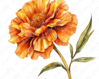 9 種類の水彩画マリーゴールドの花のクリップアート、工芸品、招待状