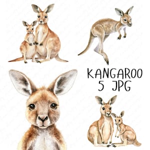 5 Aquarell Känguru Clipart, süßes Baby Känguru, Australisches Tier Clipart, druckbare Clipart Papierhandwerk, hoher Qualität JPG Download
