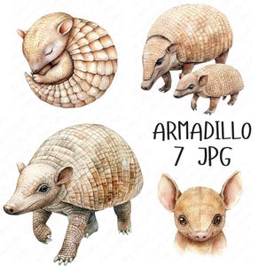 7 aquarel gordeldier clipart, schattige gordeldier illustraties, realistische gordeldier kunst, afdrukbare dieren ambachten, hoge kwaliteit jpg download