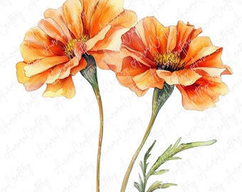 水彩画のヒャク二チソウ花 オレンジ色 水彩画】原画「 ニチニチソウ