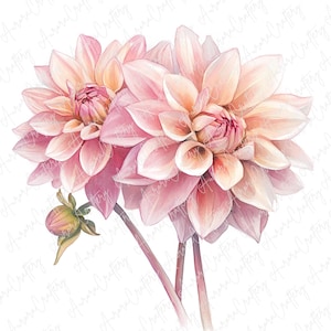 May include: Watercolor illustration of two pink dahlias with peach and cream accents. The flowers have multiple layers of petals and are set against a white background. A green bud is visible on the left side.