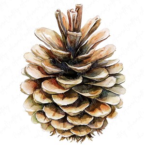 A collection of watercolor pinecones, capturing natural details and textures, perfect for fall and winter crafting, invitations, and seasonal decor.