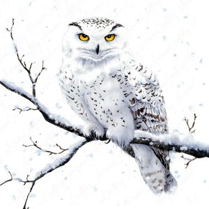 9 Clipart harfang des neiges aquarelle, hibou d'hiver sur l'arbre, clipart oiseau hibou, clipart animaux de la forêt pour travaux manuels festifs, téléchargement JPG de haute qualité
