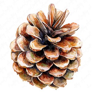 A collection of watercolor pinecones, capturing natural details and textures, perfect for fall and winter crafting, invitations, and seasonal decor.