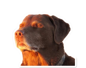 Cooked Sunshine Dog Meme Sticker