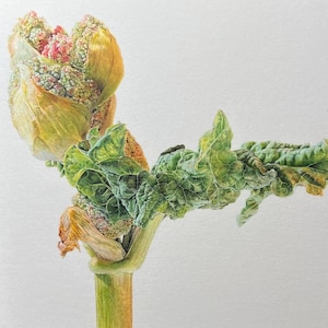 Carte de voeux - Le hiérophante (rhubarbe en bouton) de ma peinture originale à l'aquarelle