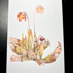 Tarjeta de felicitación: Sarracenia purpurea, de mi pintura de acuarela original