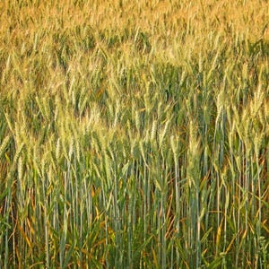 Canvas Wall Art, Golden Wheat Fields Photo Print, Farmhouse Decor, Country Landscape, Nature Photography, Rural Home Decoration, Large Wall