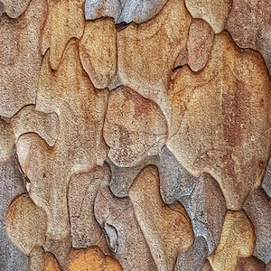 Canvas Print, Nature Photography Tree Bark Jigsaw Pattern Wall Art, Home Decor, Matte Stretched Canvas, 0.75 inch Depth, Nature Lover Gift,