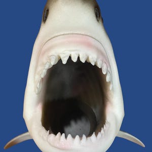 Puede incluir: Imagen detallada de un tiburón con la boca abierta, mostrando dientes afilados. El tiburón es blanco con la parte superior marrón oscuro, sobre un fondo azul. La imagen se centra en las poderosas mandíbulas y dientes del tiburón.