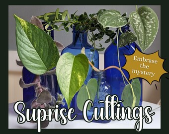 Surprise Plant Cuttings Bundle – Beginner House Plants
