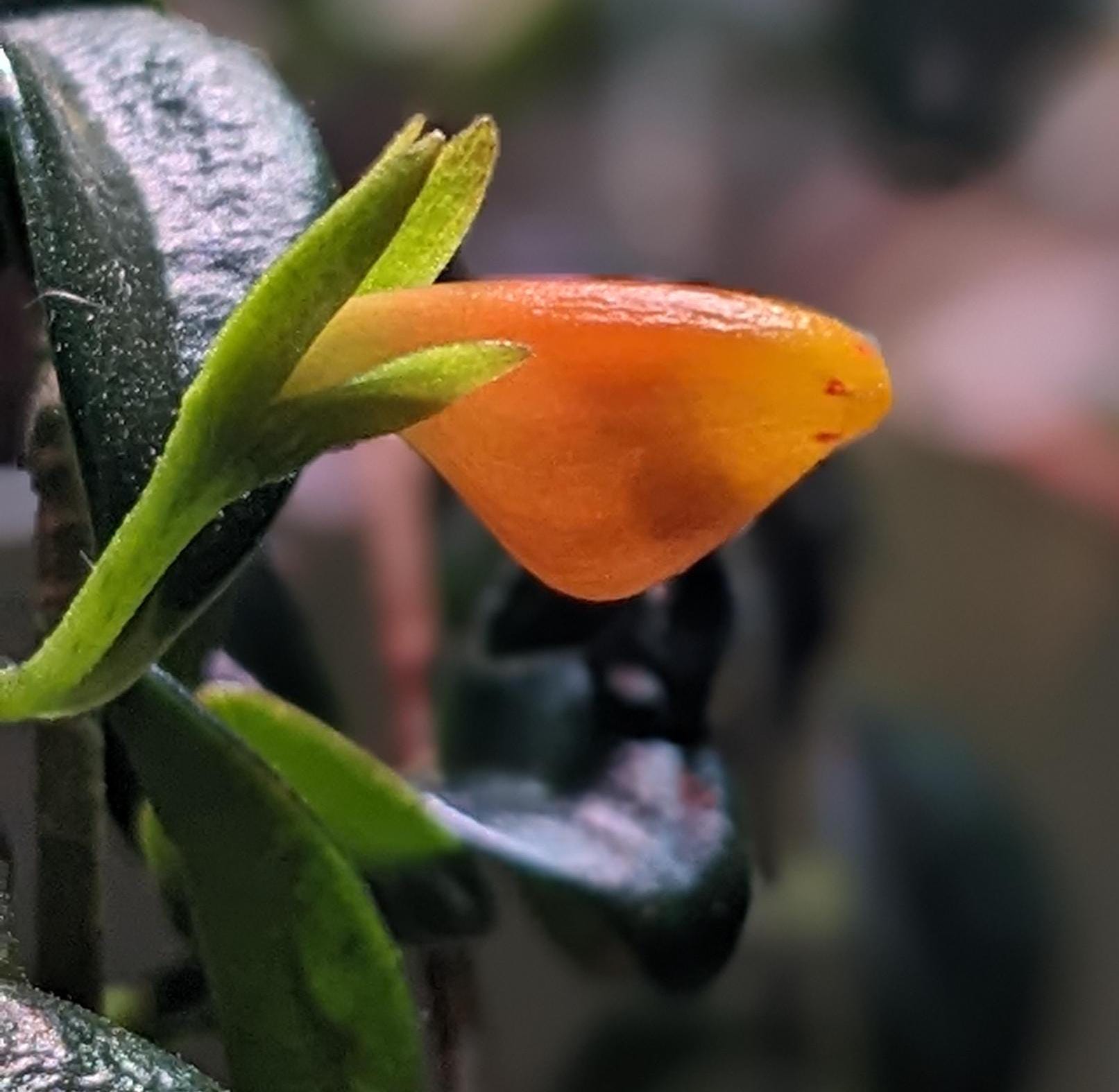 Goldfish plant Cuttings, Indoor easy care house plant, orange flowering propagation clipping, unique gift, low maintenance, pet safe gift