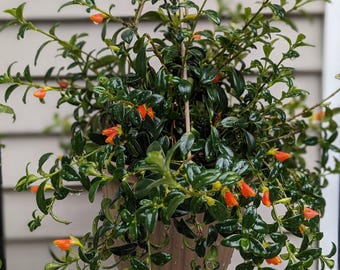 jade plant pet safe Jade Plant – Lichtenfelt's