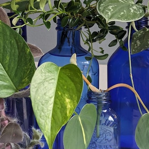 Variety of Plant Cuttings (no repeats), Unrooted Clippings, Tropical Mystery Box, Indoor easy care, unique gift, Cuttings for Propagation