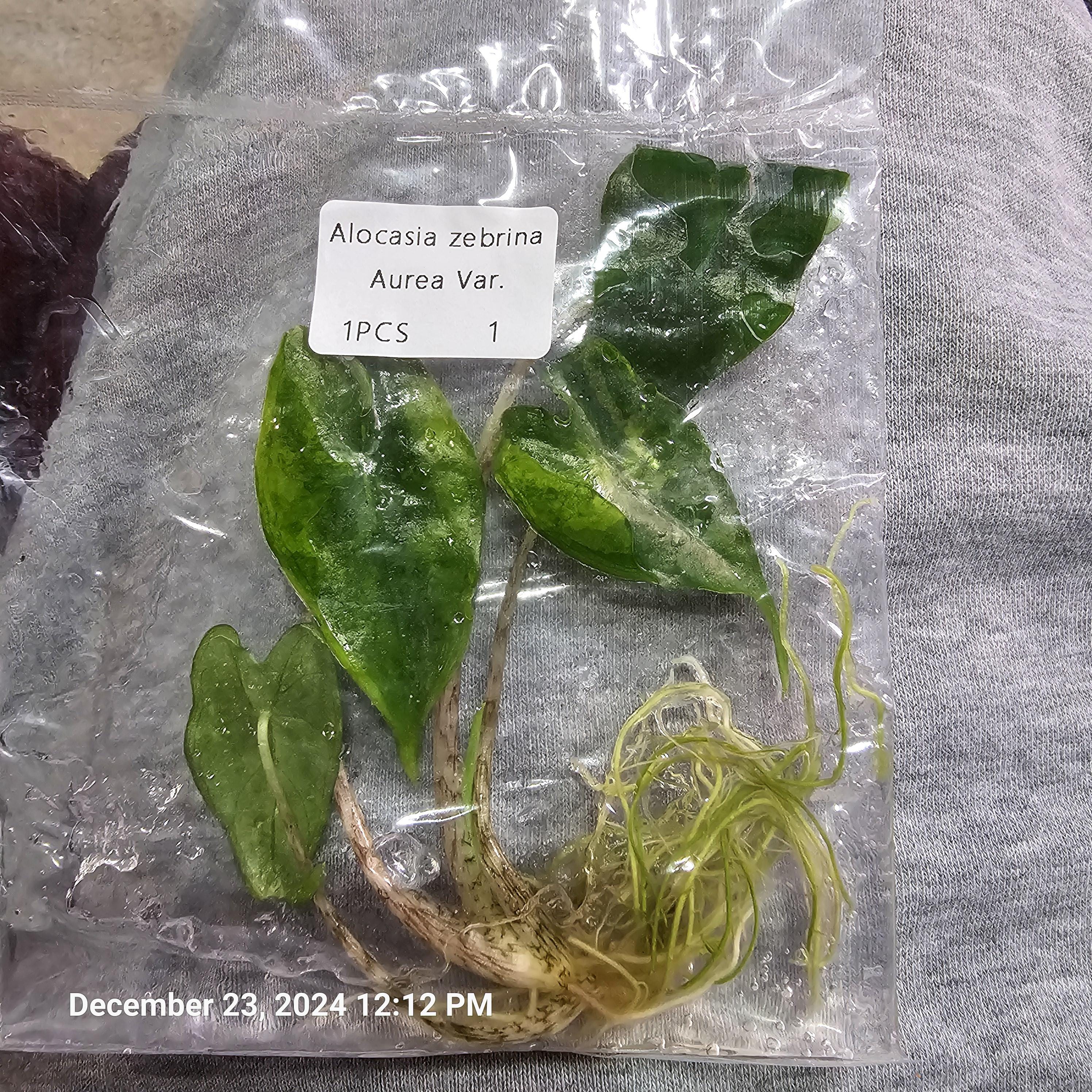 Alocasia zebrina variegated - Etsy 日本 Alocasia zebrina variegated - Etsy 日本
