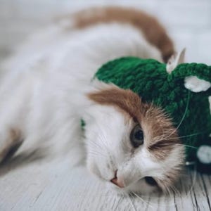 Könnte beinhalten: Eine weiß-rote Katze trägt eine dunkelgrüne Häkelmütze mit zwei hervorstehenden Ohren. Die Mütze hat kleine, kreisförmige weiße Akzente in der Mitte jedes Ohrs und ist aus strukturiertem Garn mit einem sichtbaren Strickmuster gefertigt.